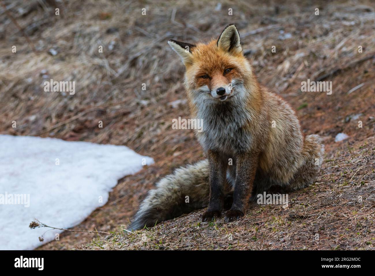 Un renard rouge, Vulpes vulpes. Regardant la caméra.Aoste, Val Savarenche, Parc National du Gran Paradiso, Italie. Banque D'Images