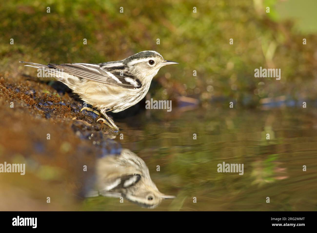 Paruline noire et blanche femelle adulte (Mniotilta varia) au cours de la migration printanière dans le comté de Galveston, Texas, États-Unis. Debout au bord de l'eau. Banque D'Images