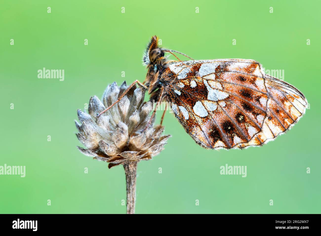 Fritillaire de Weaver ; Boloria dia Banque D'Images