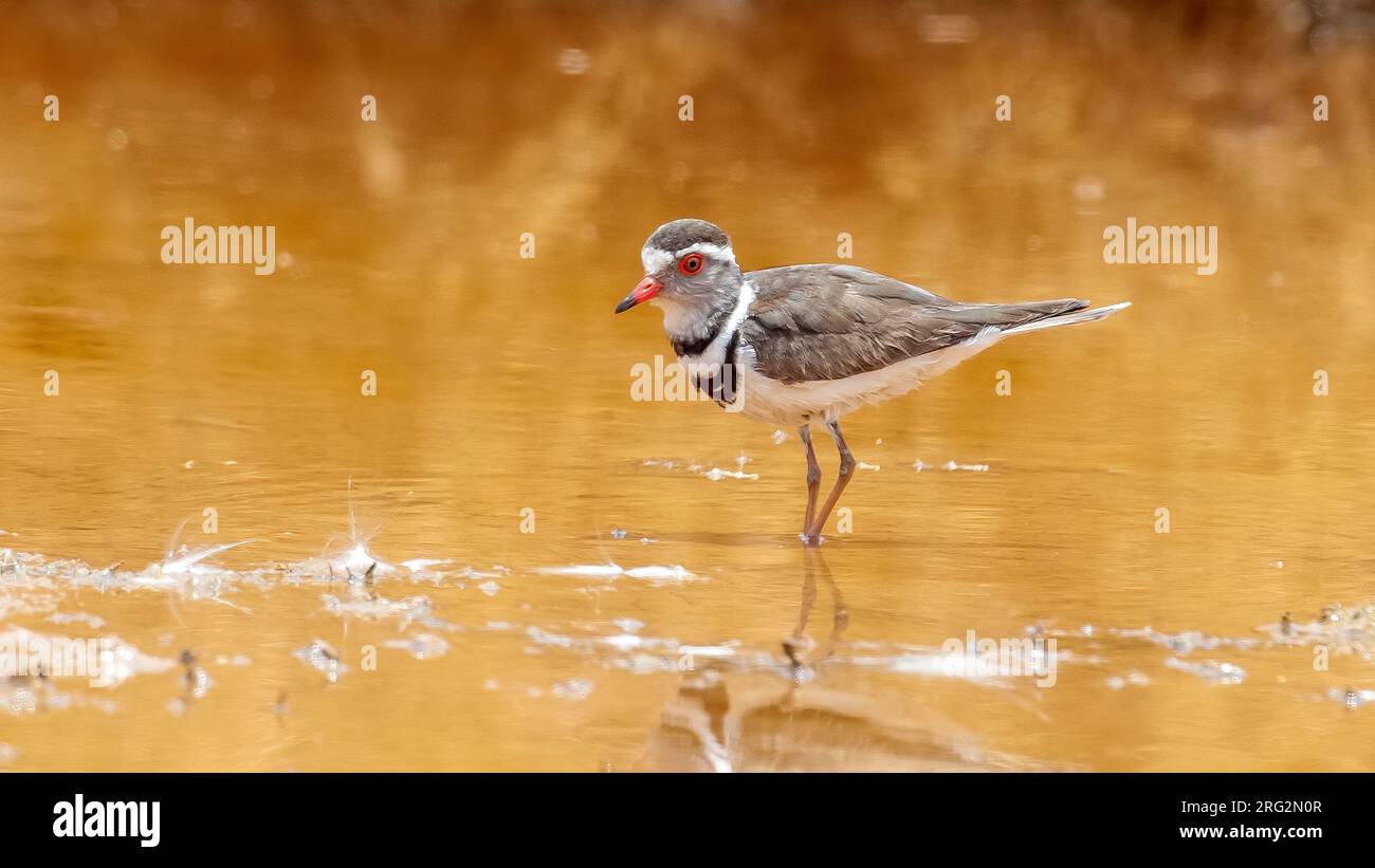 Plover (Charadrius tricollaris) adulte à trois bandes assis sur une piscine dans Sahara Village, Assouan, Égypte. Banque D'Images