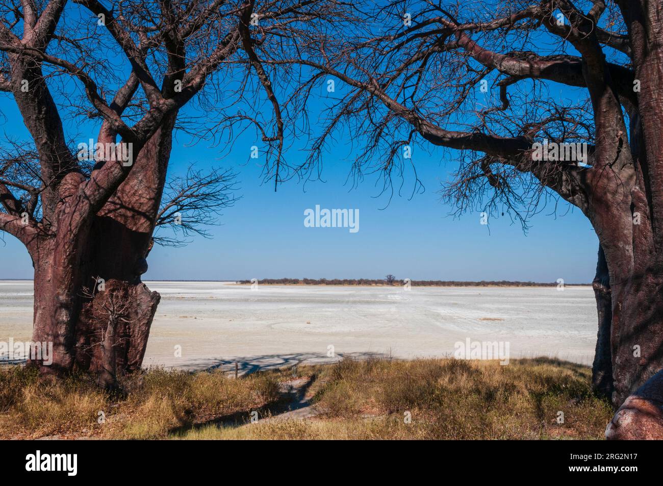 Une paire de baobabs, espèces d'Adansonia, sur le bord d'une casserole de sel.Le Baines Baobabs est un groupe de 7 baobabs.Ils sont également connus sous le nom de SL Banque D'Images