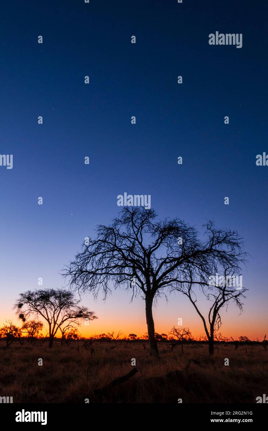 Silhoueté des arbres et un paysage du delta de l'Okavango au coucher du soleil.Zone de concession Khwai, delta d'Okavango, Botswana. Banque D'Images