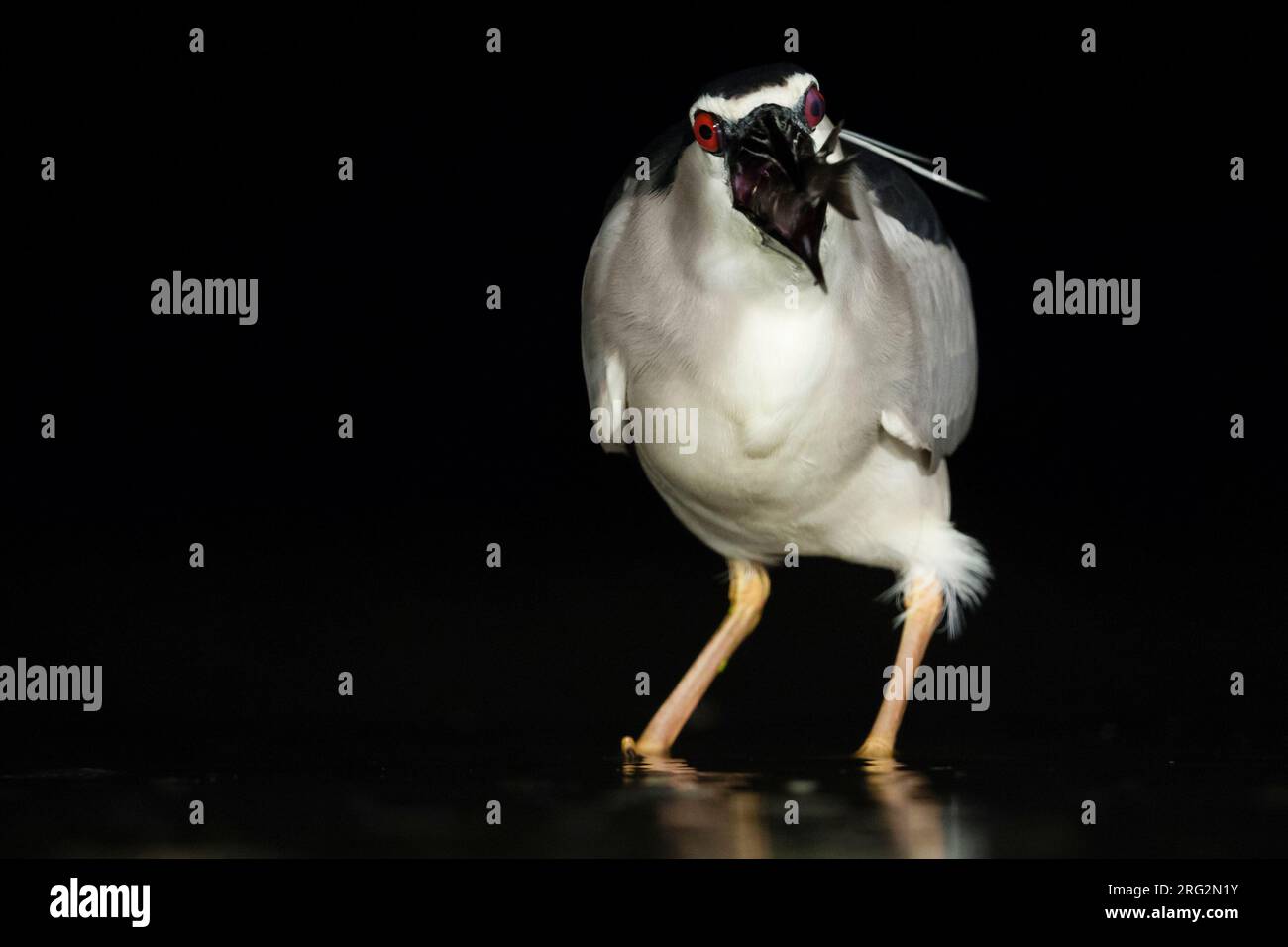 Héron de nuit à couronne noire (Nycticorax nycticorax) mangeant un poisson la nuit en Hongrie. Banque D'Images