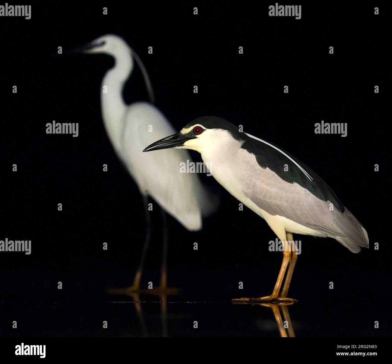 Héron de nuit à couronne noire (Nycticorax nycticorax) debout dans l'eau peu profonde avec peu d'Egret en arrière-plan. Banque D'Images