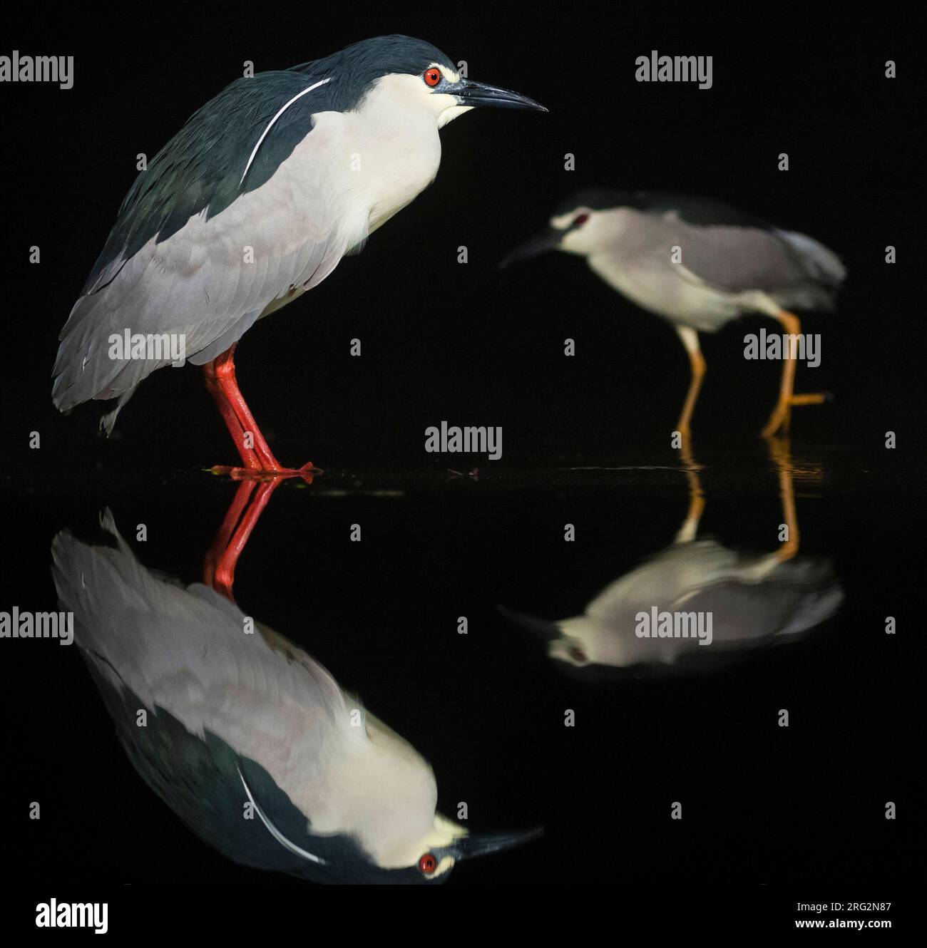 Hérons nocturnes à couronne noire (Nycticorax nycticorax) debout dans l'eau pendant la nuit. Un marchant en arrière-plan. Banque D'Images