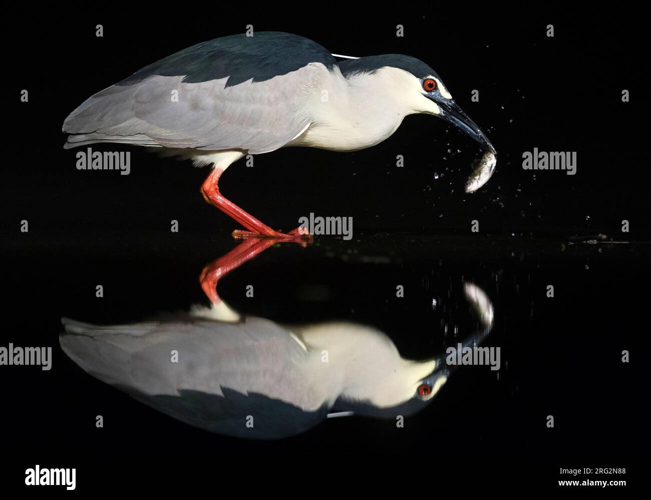 Héron de nuit à couronne noire (Nycticorax nycticorax) avec pattes rouges pêchant la nuit en Hongrie. Avec une réflexion parfaite dans l'eau. Banque D'Images