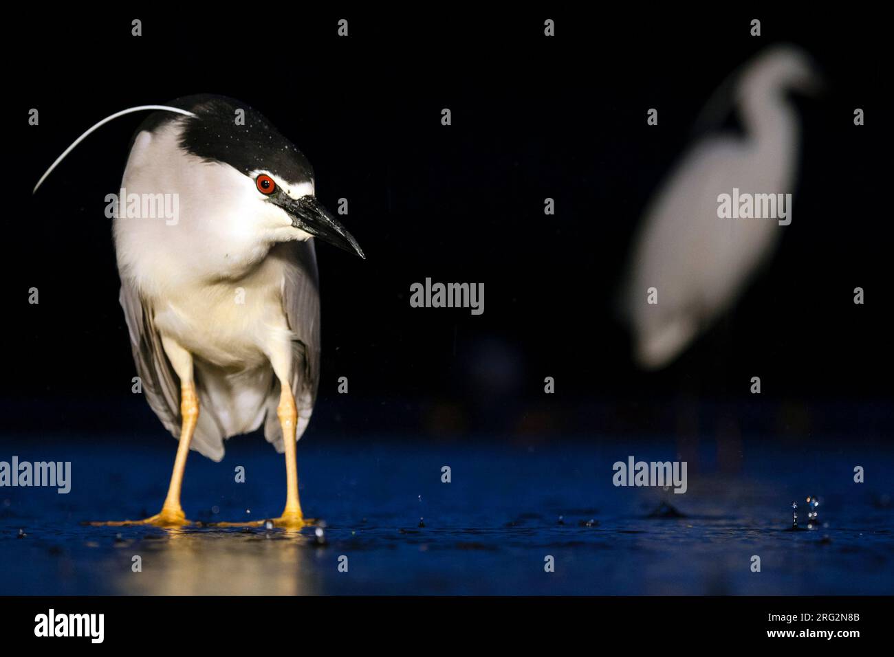 Héron de nuit à couronne noire (Nycticorax nycticorax) pêchant la nuit en Hongrie. Petite Egret en arrière-plan. Banque D'Images