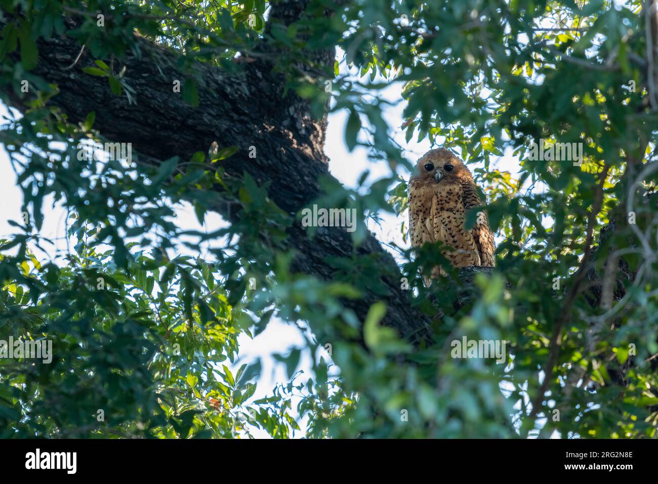 Roosting PEL Fishing Owl sur la rive de la rivière Okavango Banque D'Images