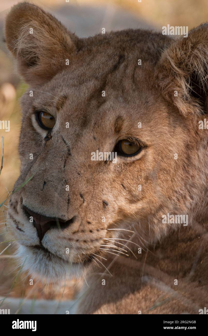 Gros plan d'une lionne, Panthera leo.Zone de concession Khwai, delta d'Okavango, Botswana. Banque D'Images