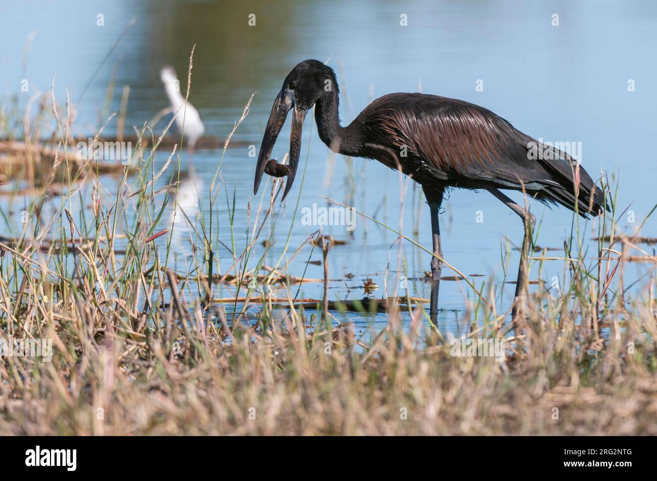 Une cigogne africaine à grand bec, Anastomus lamelligerus, avec des proies dans son bec.Zone de concession Khwai, delta d'Okavango, Botswana. Banque D'Images