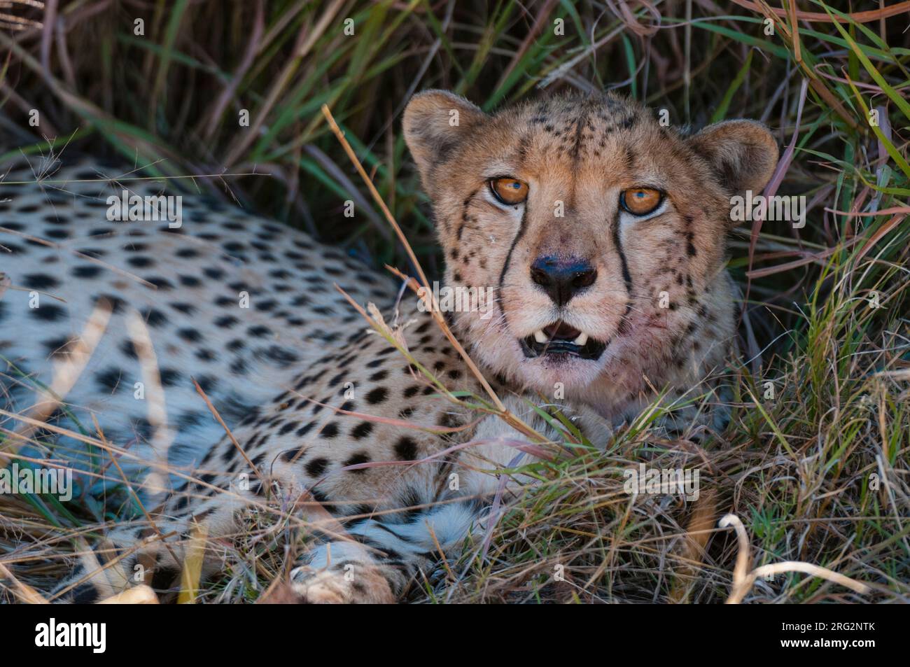 Portrait d'un guépard, Acinonyx jubatus, au repos.Zone de concession Khwai, delta d'Okavango, Botswana. Banque D'Images