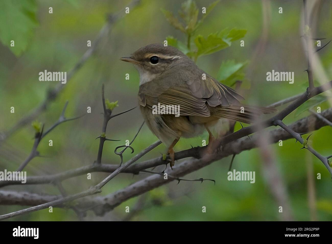 Paruline de Radde (Phylloscopus schwarzi) perchée sur un buisson épineux. Happy Island, Chine Banque D'Images