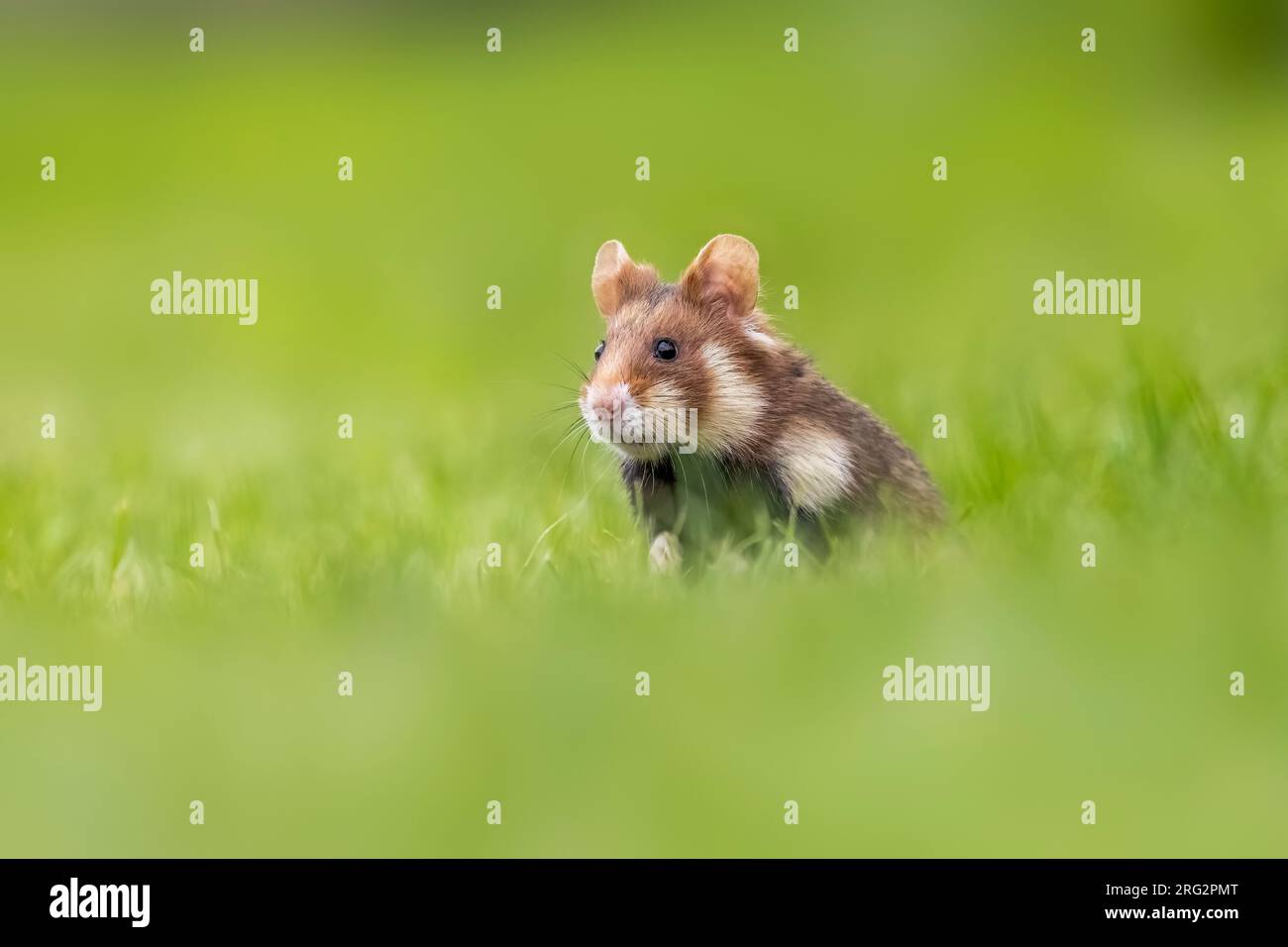 Hamster commun femelle adulte (Cricetus cricetus) face de course à Friedhof Wien Meidling, Vienne, Autriche. Banque D'Images