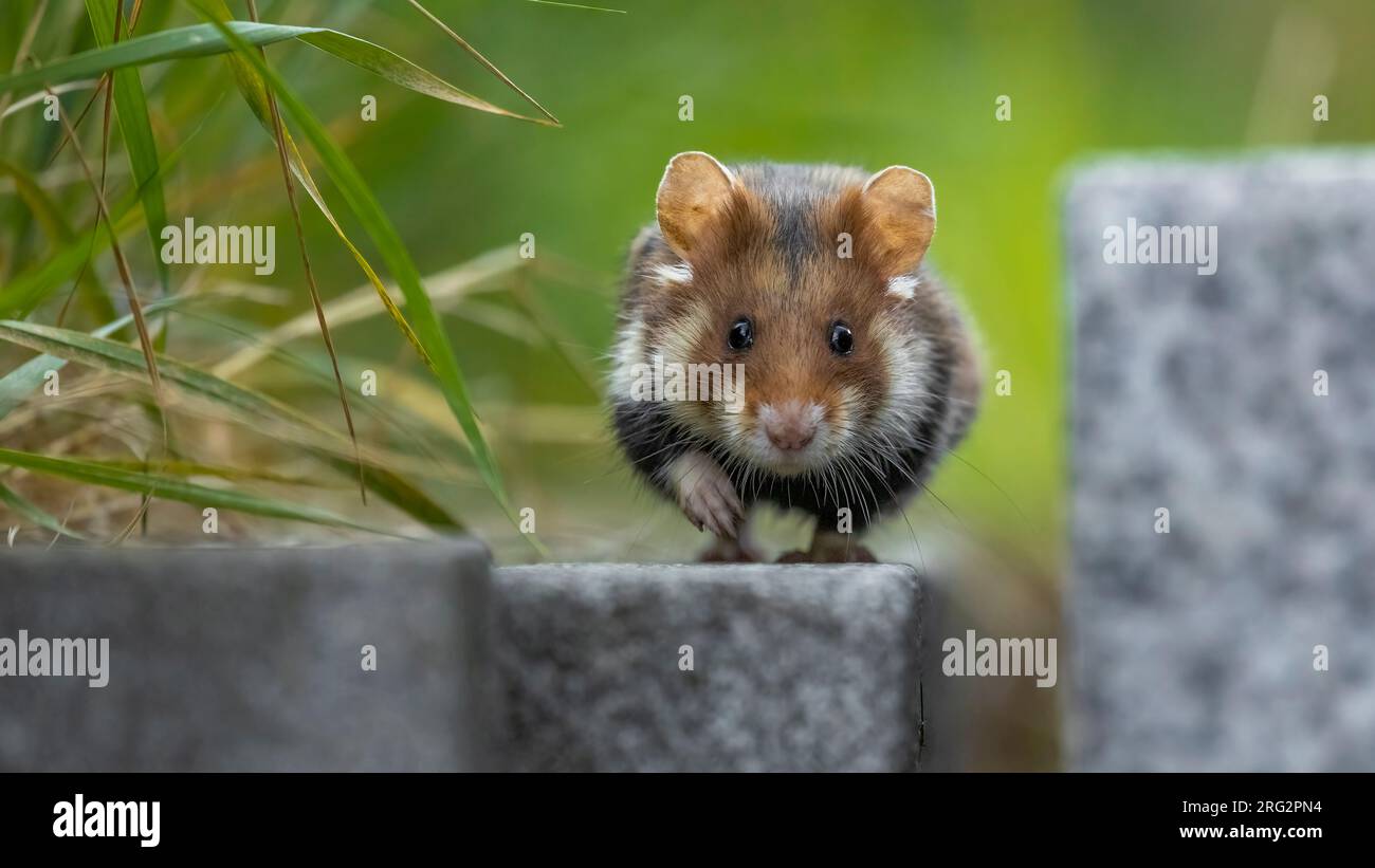 Hamster commun femelle adulte (Cricetus cricetus) face de course à Friedhof Wien Meidling, Vienne, Autriche. Banque D'Images