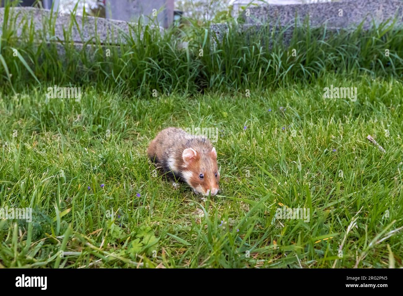Hamster commun adulte (Cricetus cricetus) marchant à Friedhof Wien Meidling, Vienne, Autriche. Banque D'Images