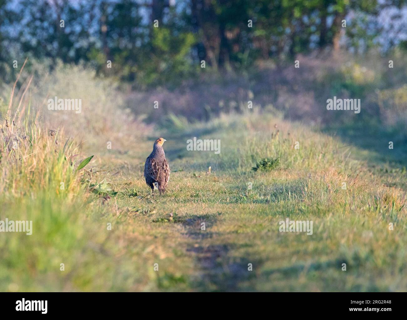 Grey Partridge (Perdix perdix) dans de petites terres agricoles près de Rijnsburg, pays-Bas. Debout sur un chemin de terre, regardant par-dessus son épaule. Banque D'Images