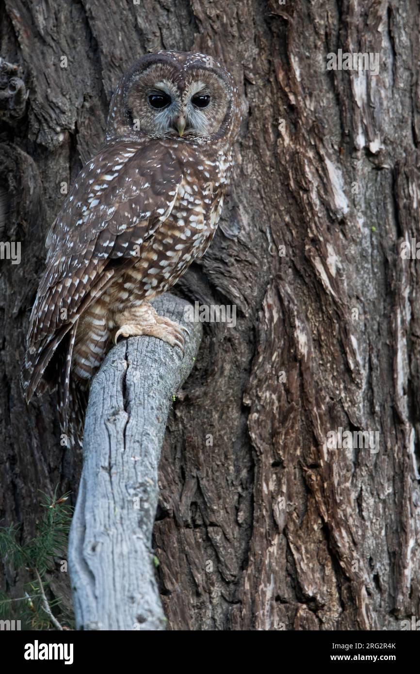 Chouette tachetée (Strix occidentalis) en Amérique du Nord. Perché dans un arbre. C'est une espèce de chouette des forêts anciennes de l'ouest de l'Amérique du Nord. Banque D'Images