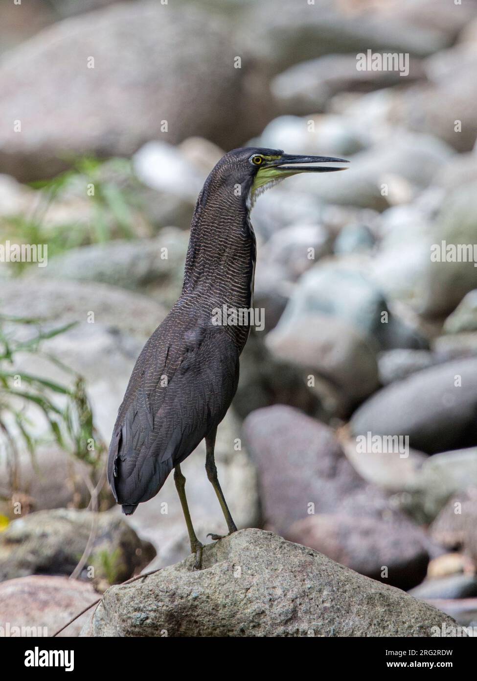 Héron tigre fascisé (Tigrisoma fasciatum salmoni) au parc national du Darien, Panama. Banque D'Images