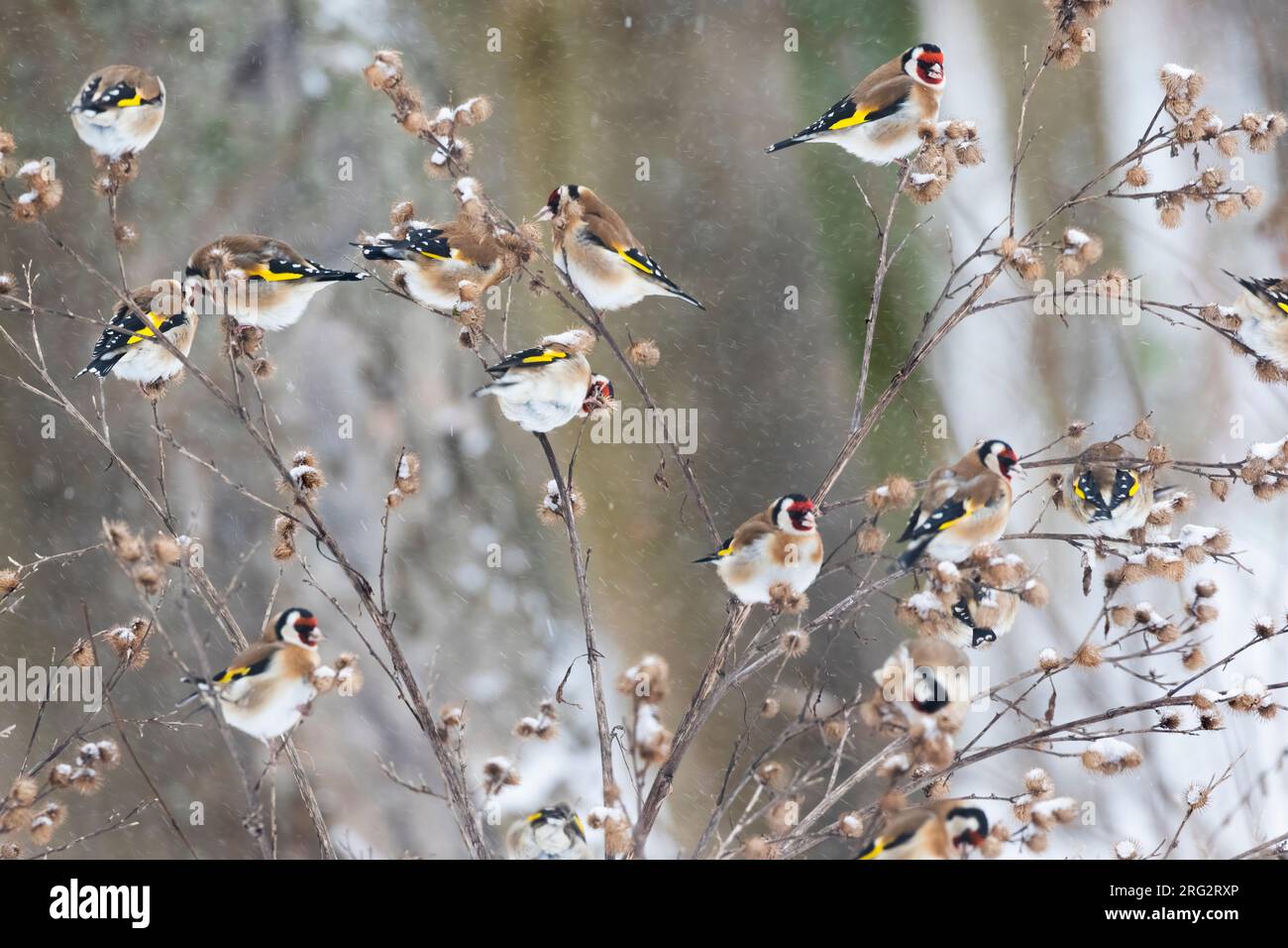 Un groupe de garnards européens (Carduelis carduelis) tentent de trouver des graines pendant une forte tempête de neige. Banque D'Images