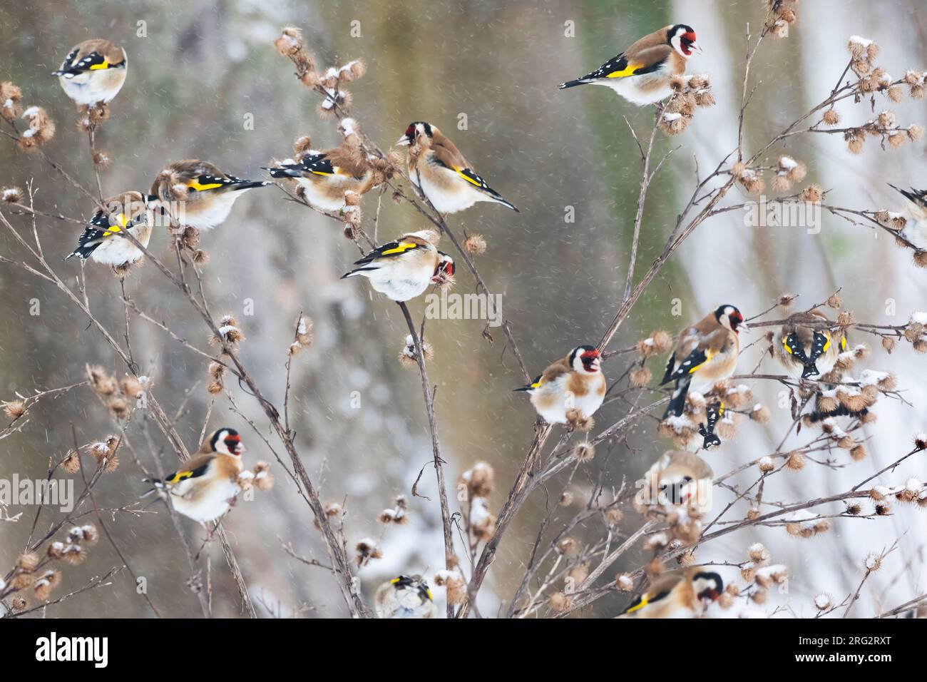 Un groupe de garnards européens (Carduelis carduelis) tentent de trouver des graines pendant une forte tempête de neige. Banque D'Images