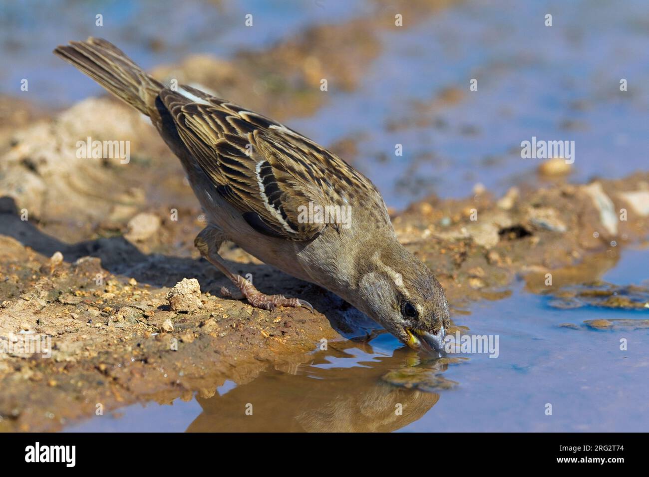 Huismus vrouwtje drinkend ; House Sparrow potable femelle Banque D'Images