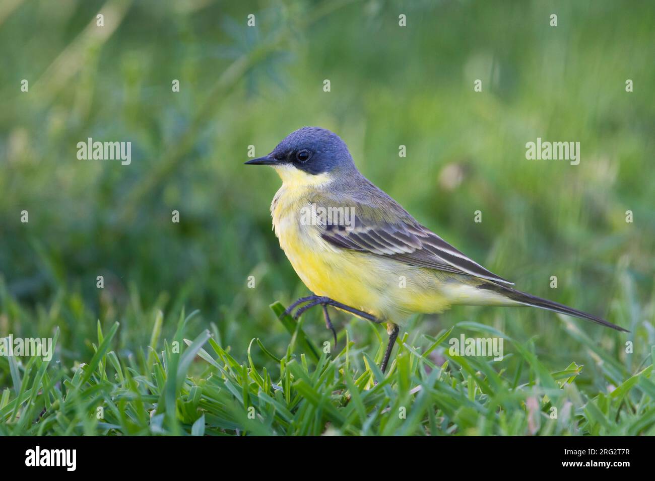 Bergeronnette printanière-gris - Nordische Schafstelze - Motacilla flava ssp. thunbergi, l'Allemagne, l'homme adulte Banque D'Images