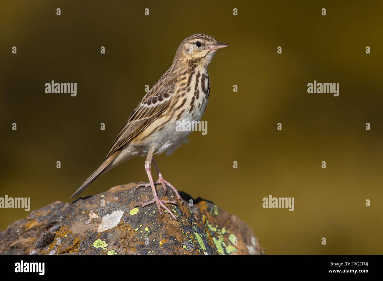 Pipit des arbres eurasiens, Anthus trivialis, en Italie. Banque D'Images
