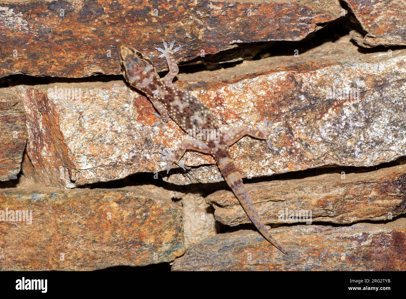 Gecko turc (Hemidactylus turcicus) a pris le 09/02/2022 à Hyères - France. Banque D'Images