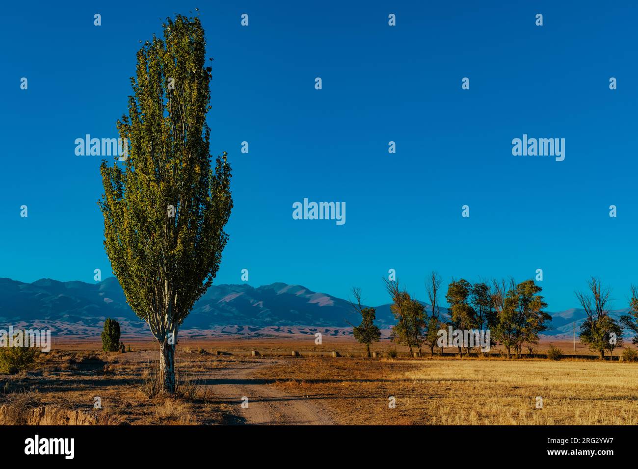 Paysage d'automne avec peupliers dans les montagnes, Kirghizistan Banque D'Images