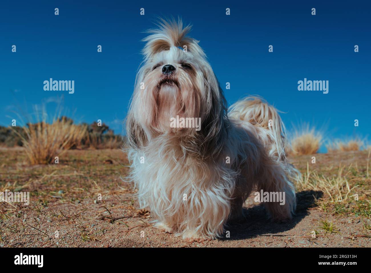 Chien Shih tzu dans un paysage rural Banque D'Images