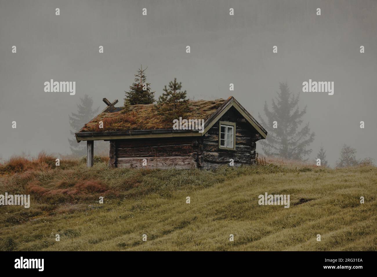 Vieille maison en bois avec toit recouvert de mousse et d'arbres, Norvège Banque D'Images