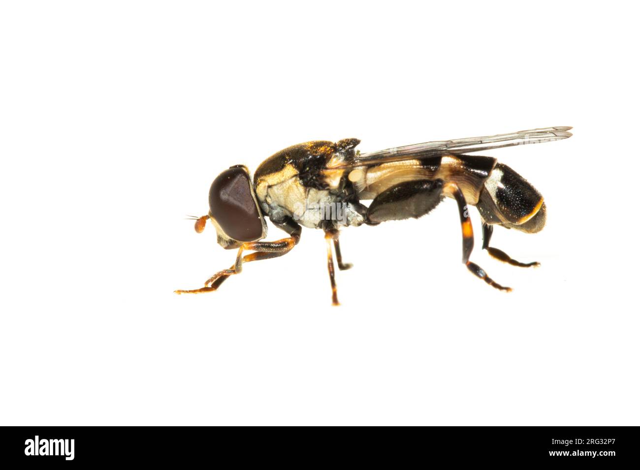 Aéroglisseur à pattes épaisses, Menuetzweefvlieg, Syritta pipiens Banque D'Images