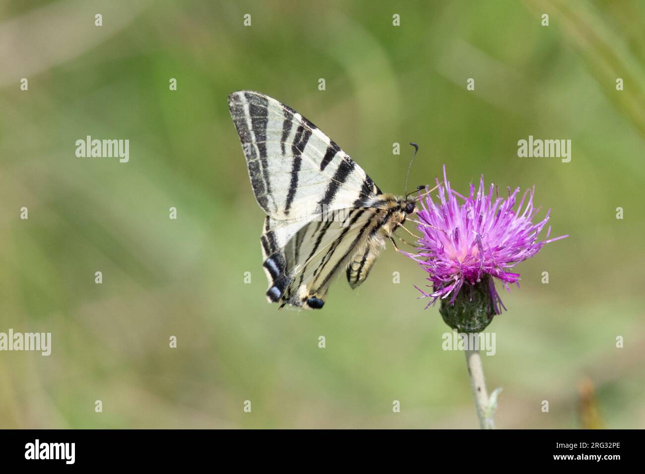 Rare Swallowtail (Iphiclides podalirius), se nourrissant sur une fleur violette, avec végétation produisant un fond vert, en France. Banque D'Images