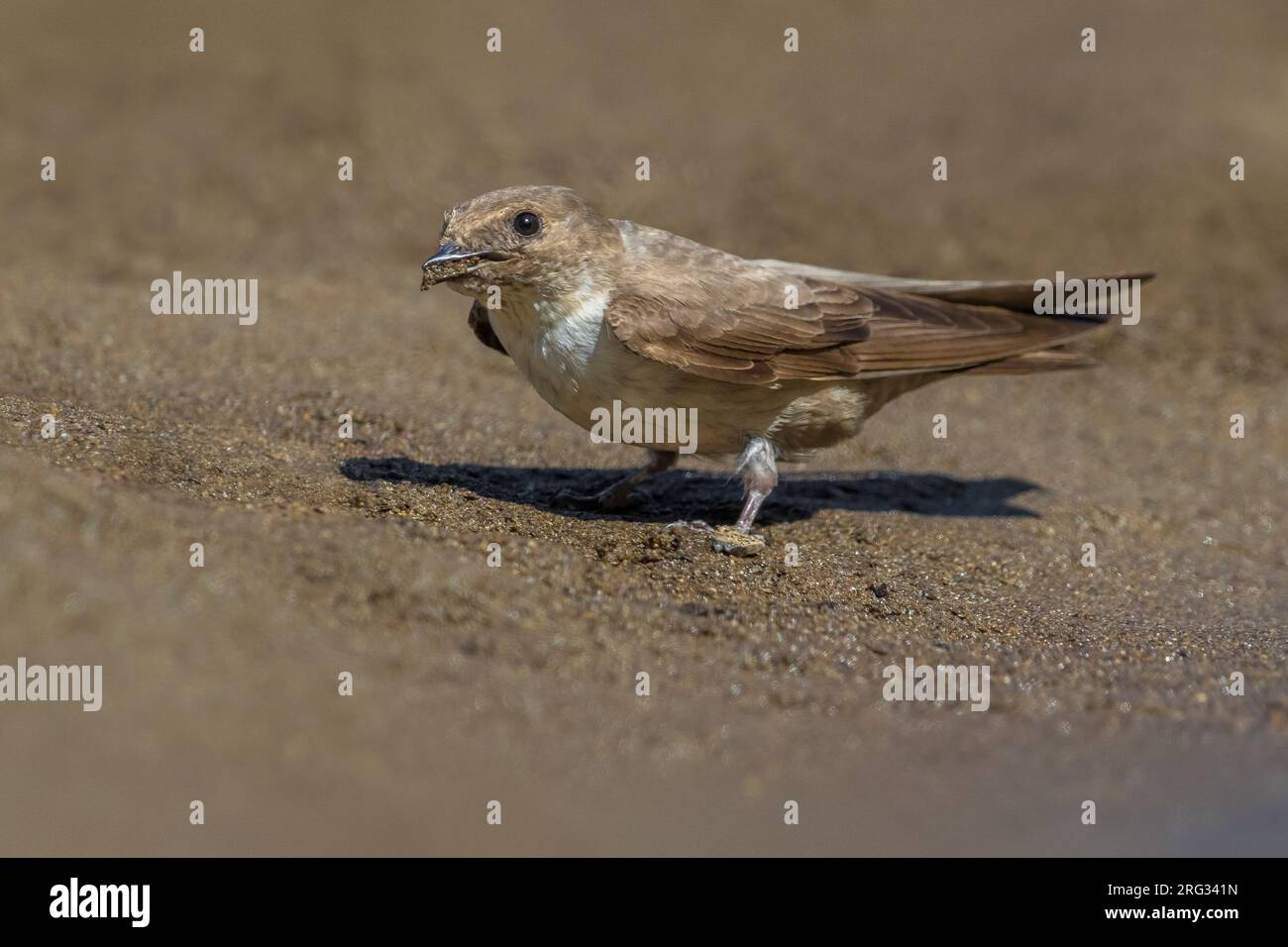 Eurasian Crag Martin, Ptyonoprogne rupestris, en Italie. Collecte de boue. Banque D'Images