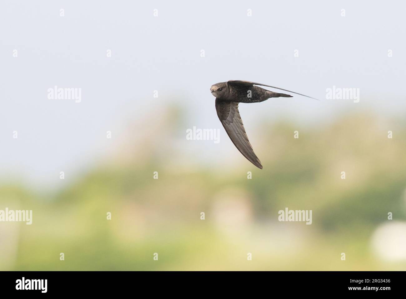 Swift commun adulte, (Apus apus), sous-espèce apus, volant sur fond vert et blanc, en Bretagne, France. Banque D'Images