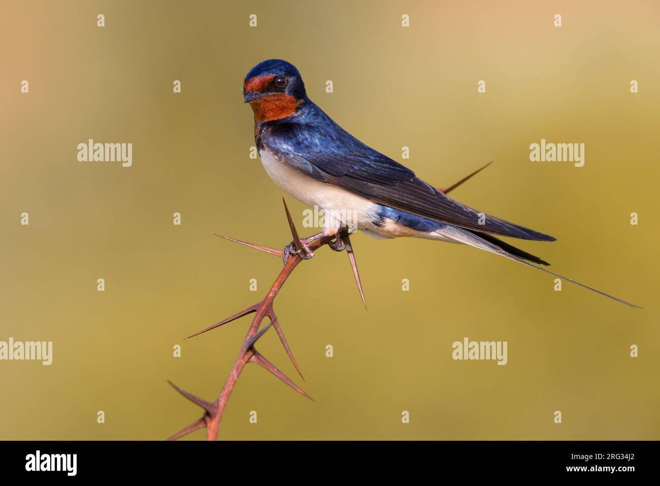 Hirondelle de grange adulte (Hirundo rustica) en Italie. Banque D'Images
