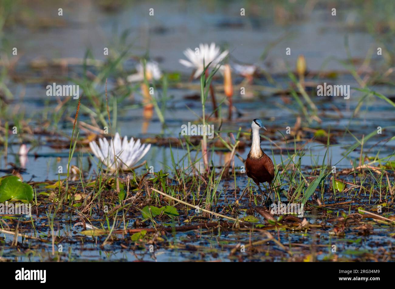 Un jacana africain, Actophilornis africanus, chasse parmi les nénuphars.Rivière Chobe, parc national de Chobe, Kasane, Botswana. Banque D'Images