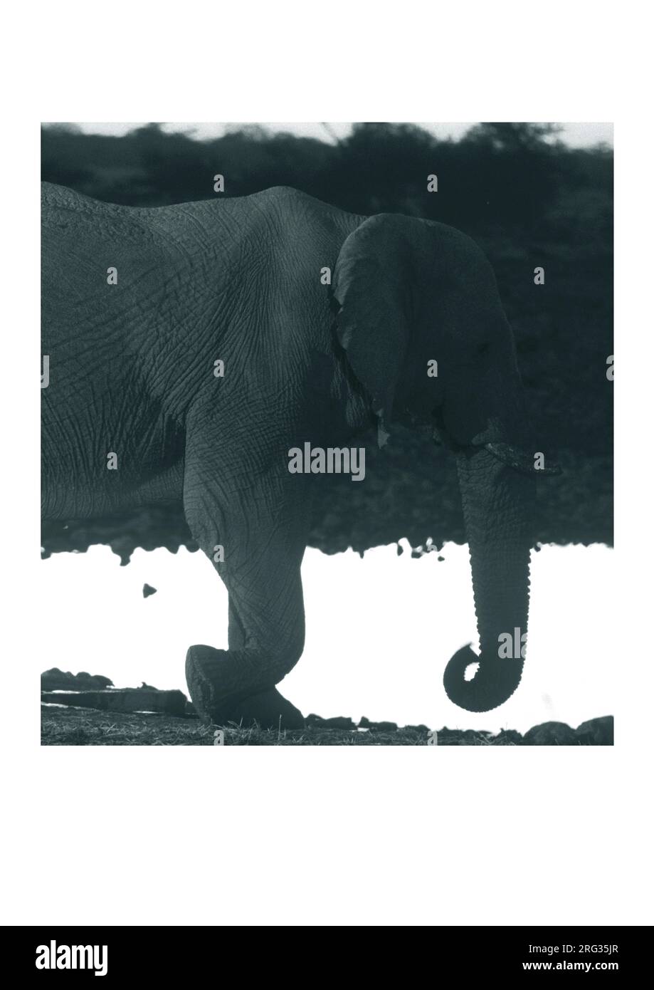 Éléphant Banque D'Images