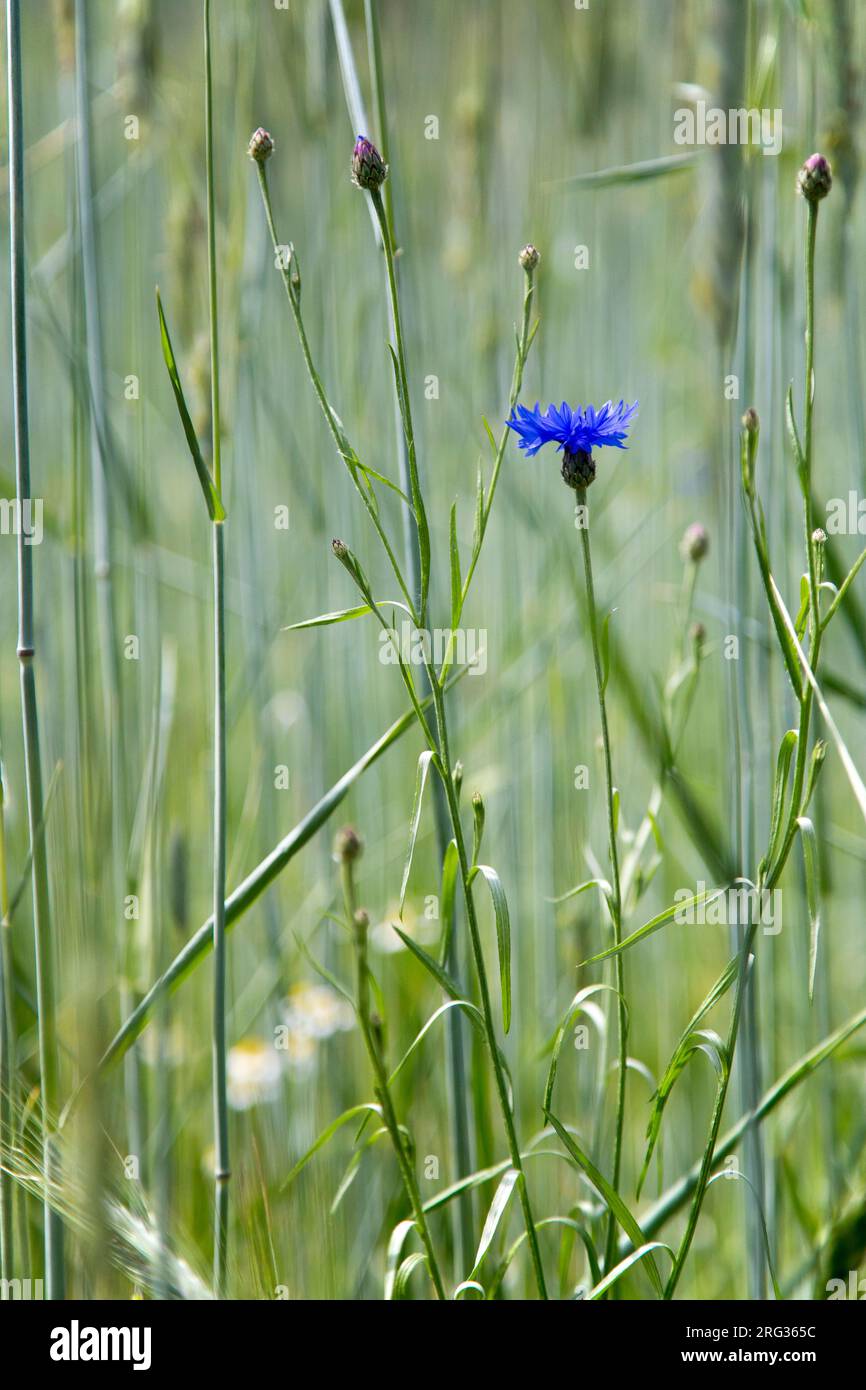 Bleuet, Centaurea cyanus Banque D'Images