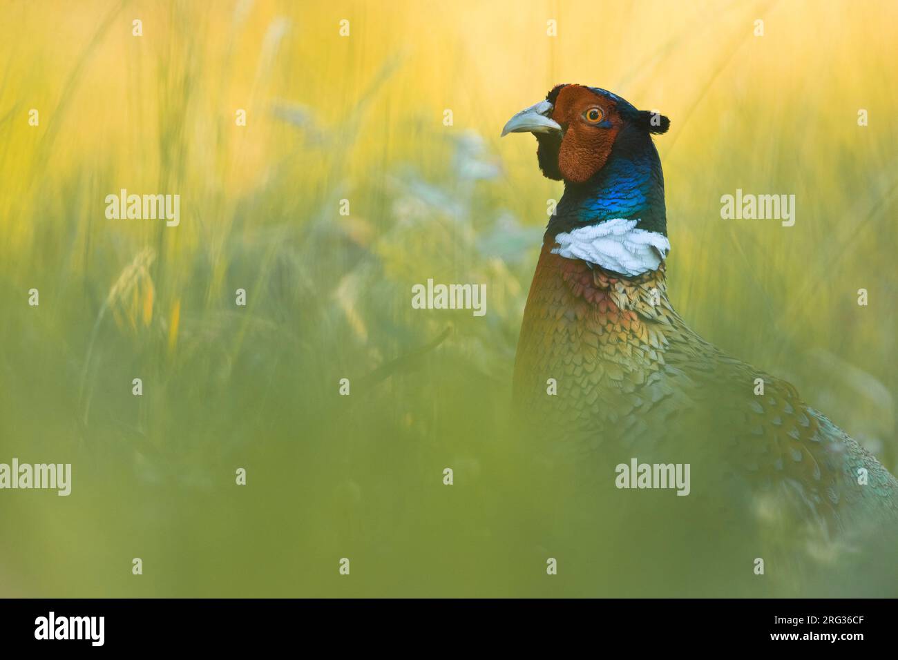Faisan commun mâle, Phasianus colchicus, en Italie. Banque D'Images