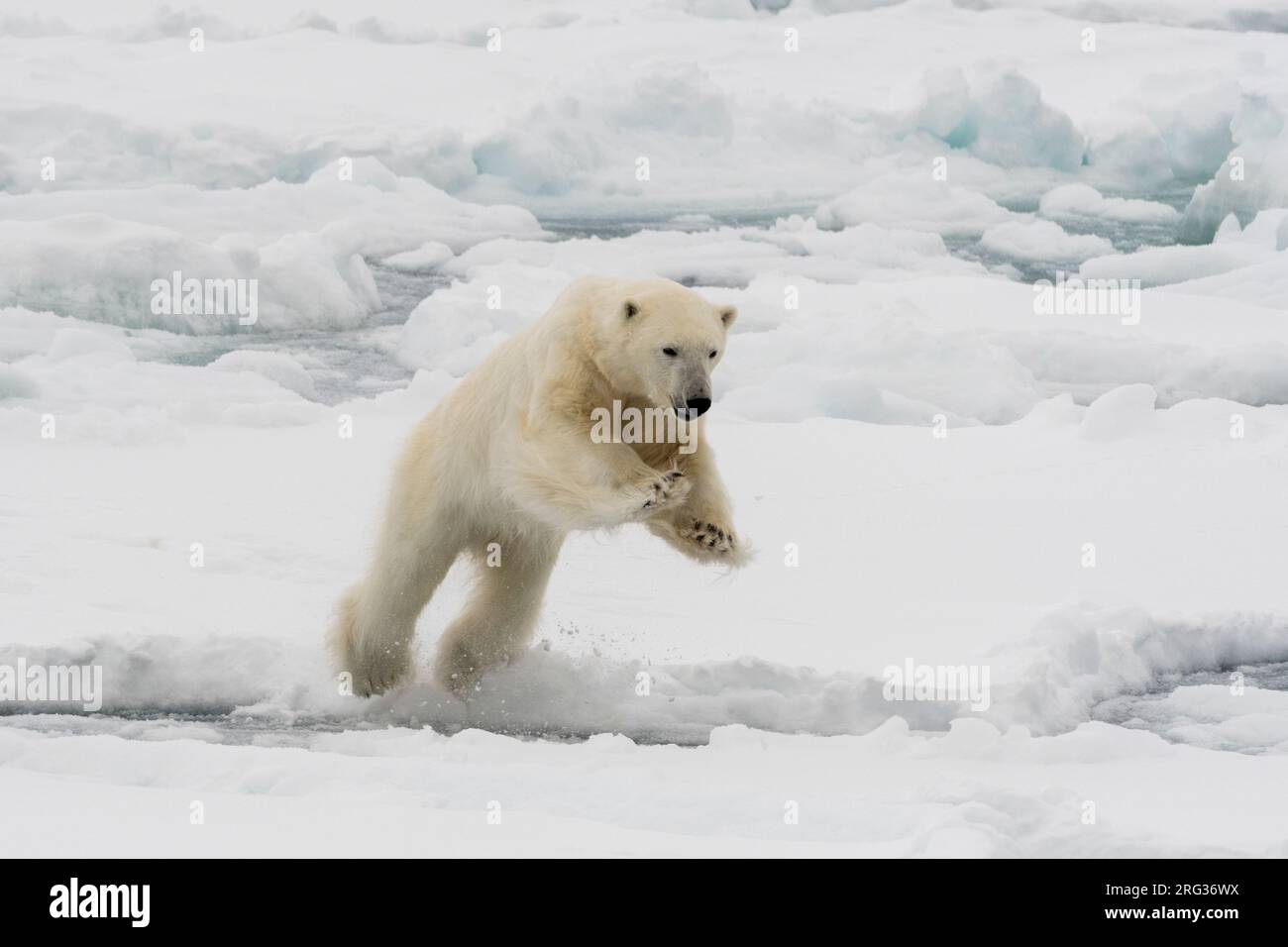 Un ours polaire mi-bissextile, Ursus maritimus.Calotte glaciaire polaire Nord, océan Arctique Banque D'Images