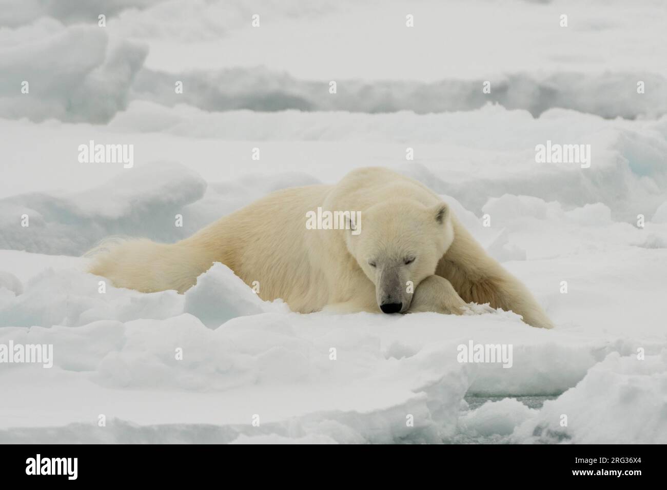 Un ours polaire au repos, Ursus maritimus.Calotte glaciaire polaire Nord, océan Arctique Banque D'Images