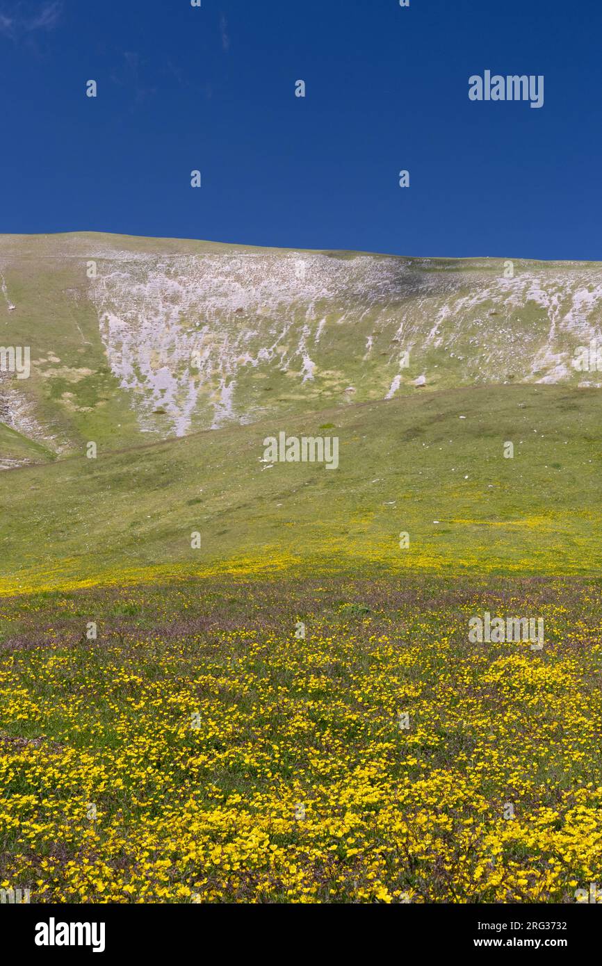 Paysage de montagne, pentes de montagne couvertes de fleurs de Ranunculus, Abruzzes, Italie Banque D'Images