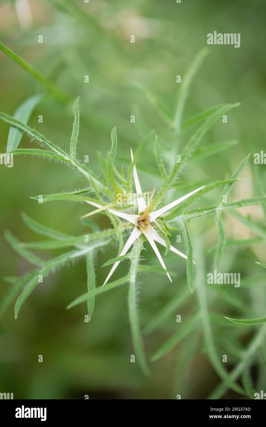 Chardon étoilé, Centaurea calcitrapa Banque D'Images