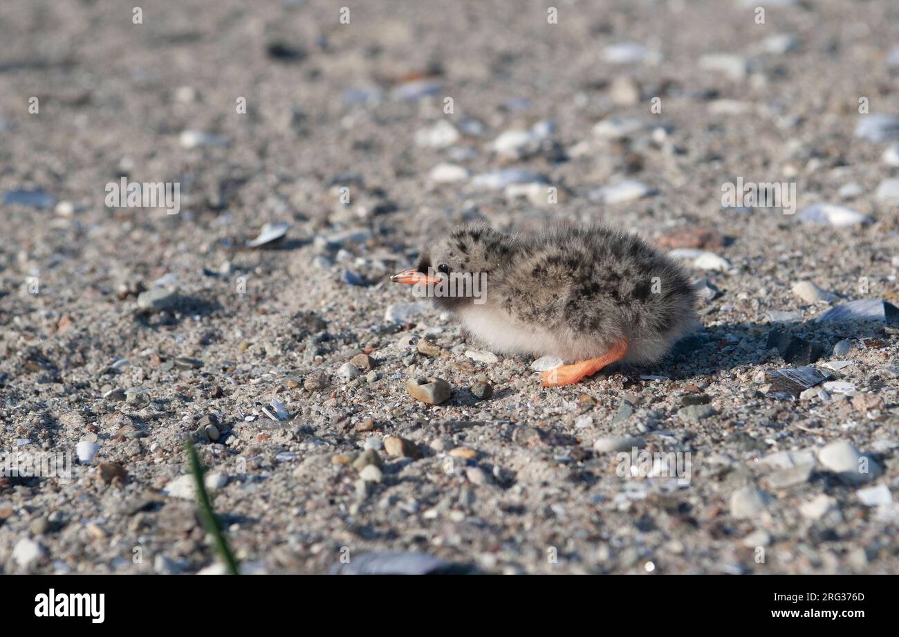 Sterne arctique (Sterna paradisaea) poussin nouvellement éclos sur la plage au Danemark Banque D'Images