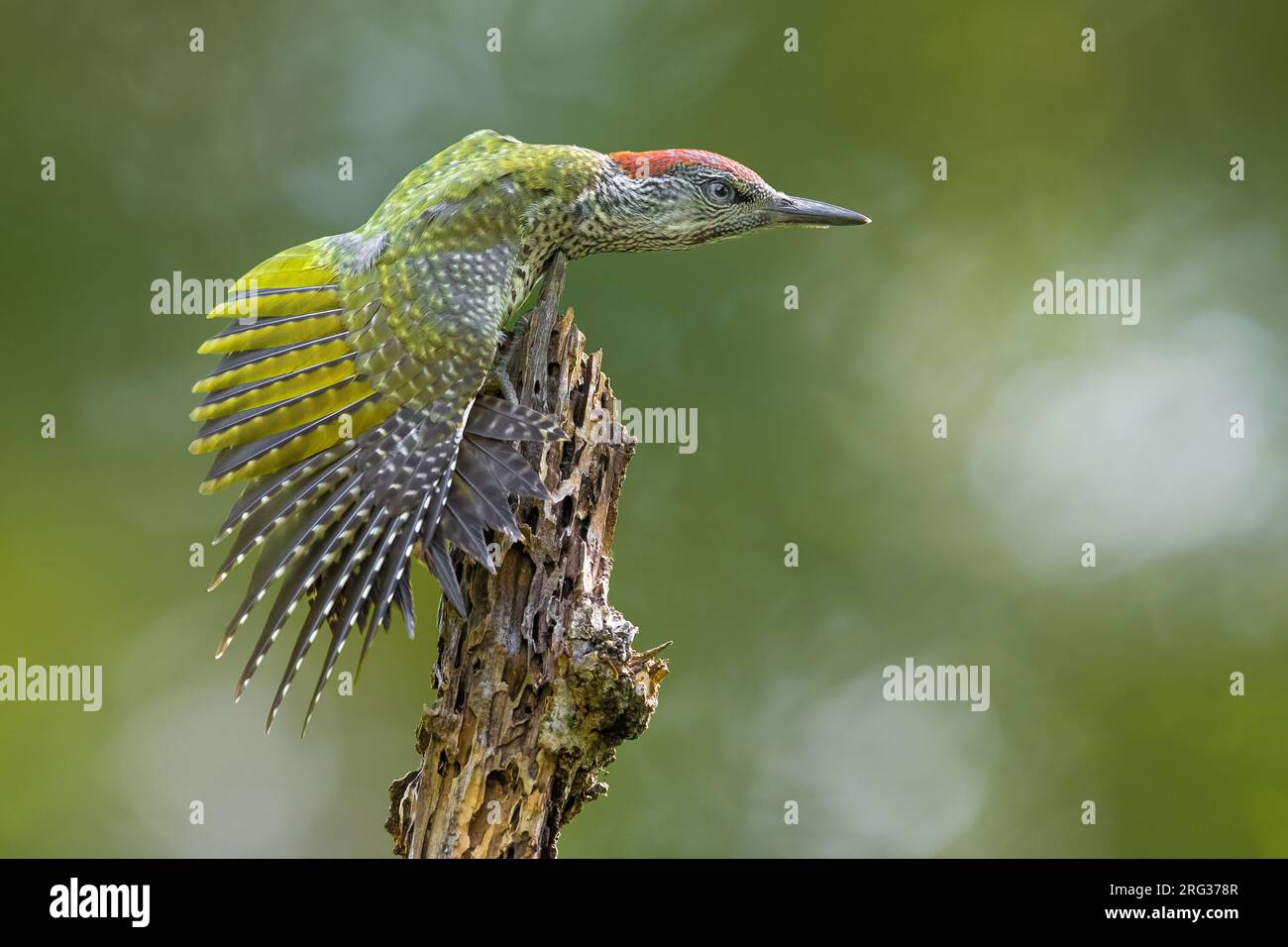 Pic vert immature, Picus viridis, en Italie. Étirer son aile. Banque D'Images