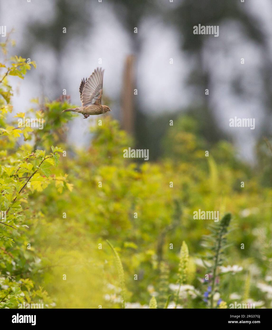 Linnet femelle (Linaria cannabina) aux pays-Bas. Banque D'Images