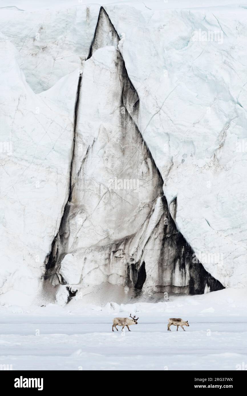 Renne Svalbard, Rangifer tarandus, marchez le long d'un front de glacier.Svalbard, Norvège Banque D'Images