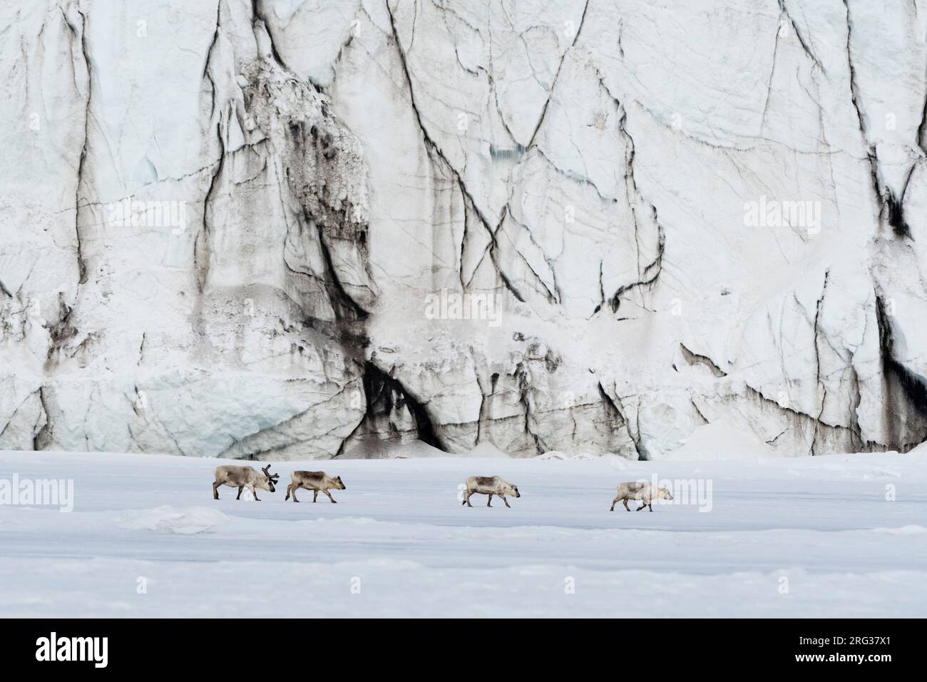 Renne Svalbard, Rangifer tarandus, marchez le long d'un front de glacier.Svalbard, Norvège Banque D'Images