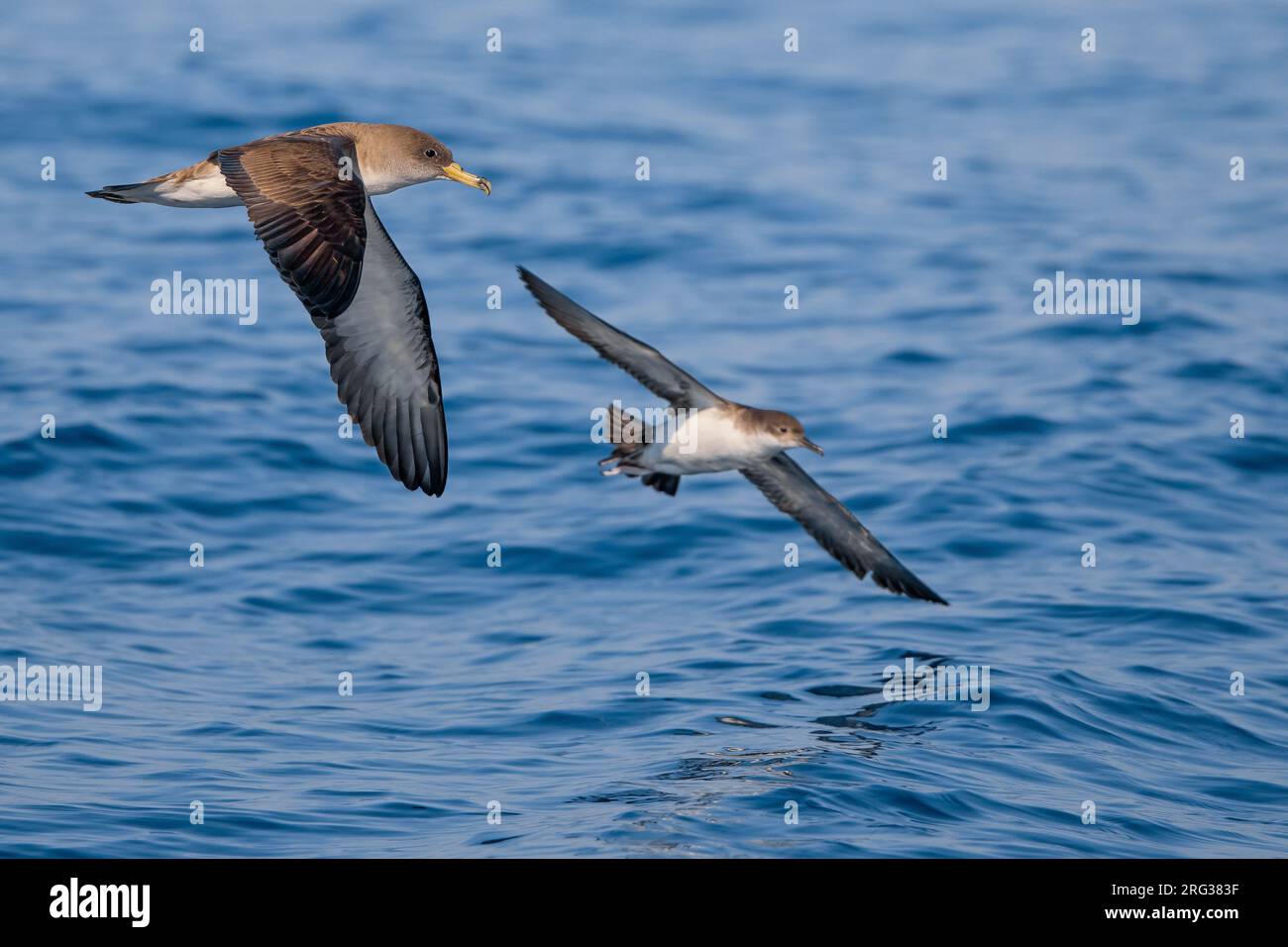 Shearwater de Scopoli, Calonectris diomedea, survolant la mer au large des côtes italiennes. Banque D'Images
